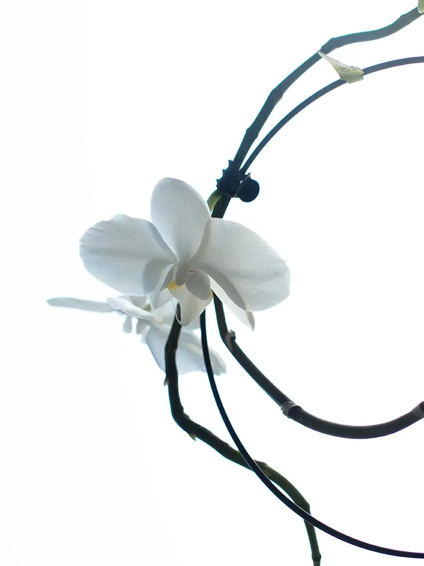 Orchidée blanche symbolisant la douceur et l'accompagnement